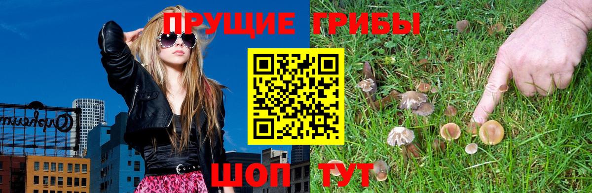 Галлюциногенные грибы Psilocybe Егорьевск